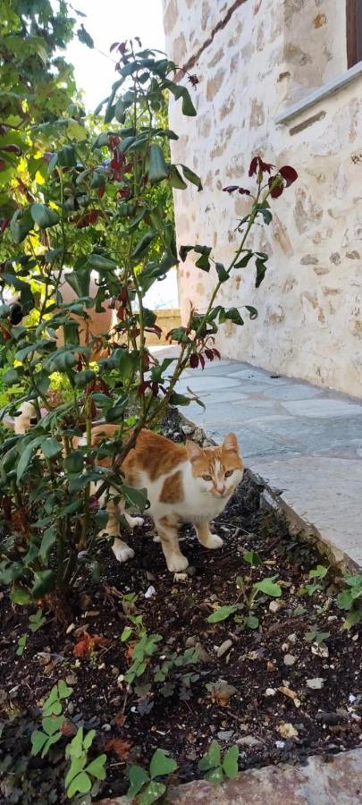 San Lorenzo Cottage - Παραδοσιακά Πέτρινα Δωμάτια Agios Lavrentios Extérieur photo